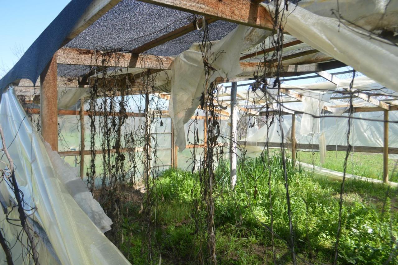 Coyunche Cabanas Y Camping Laja & San Rosendo エクステリア 写真